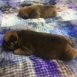 French Bulldog Puppies from PNW French Bulldogs