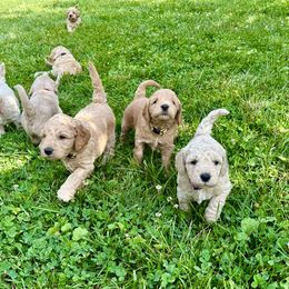 Goldendoodle Puppies from Lykeable Farms