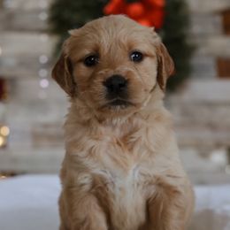 Jovie - Dark golden female Golden Retriever puppy in Harriman, Tennessee from Grace Golden Retrievers