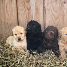 Goldendoodle, Labradoodle, Poodle, and Saint Berdoodle Puppies from Dent’s Doodles