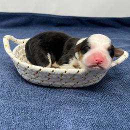 Navy - Black and tan male Pembroke Welsh Corgi puppy in Waco, Texas from The Comma Corgis