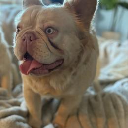 Scotch - White male French Bulldog puppy in Puyallup, Washington from Frenchie Frenzzie Fluffy French Bulldogs