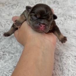 Girl 2 - Tricolors female French Bulldog puppy in Scobey, Montana from Hi-Line Frenchies