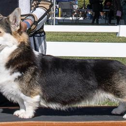 Pembroke Welsh Corgis from Brnayr Pembroke Welsh Corgis