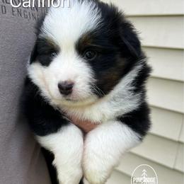 Boy 1 Cannon - Black tri male Miniature Australian Shepherd puppy in Bristow, Iowa from Pine Ridge Toy and Mini Aussies