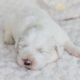 Yellow Collar - White female Great Pyrenees puppy in Yakima, Washington from Naches Heights Ranch