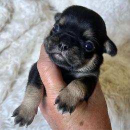 Addie,name TBD Black and tan girl - Silver female Pug puppy in Onalaska, Washington from Cupid’s Pugs