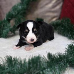 Forest - Black tri male Toy Australian Shepherd puppy in Killen, Alabama from Wilkers Wholehearted Mini Aussies