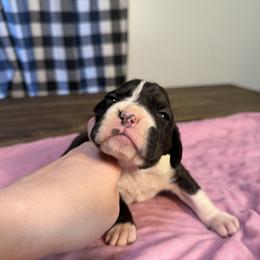 Girl 3 - Brindle female Boxer puppy in Prestonsburg, Kentucky from Bre’s Boxers