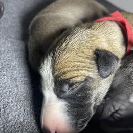 Maximos - Fawn and white male Greyhound puppy in Cedar Glen, California from Hook Creek Farms