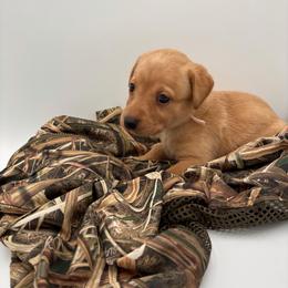 Light Pink - Yellow female Labrador Retriever puppy in Heath Springs, South Carolina from Rich Hill Retrievers