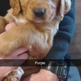 Boy 4 - Golden male Golden Retriever puppy in Grand Meadow, Minnesota from Root River Retrievers