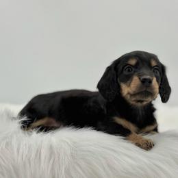 Quinn - Black and tan female Dachshund puppy in Litchfield, Illinois from Charmm Dachshunds
