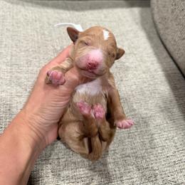 White - Apricot female Goldendoodle puppy in Bakersfield, California from Lavish Doodles