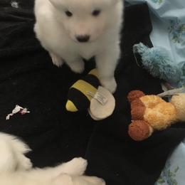 Samoyed and Shiba Inu Puppies from Wintermist Samoyeds