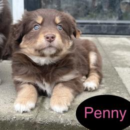 Boy 5 - male Australian Shepherd puppy in Sedro Woolley, Washington from CTR Farmstead