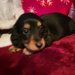 Girl 4 - Black and tan female Dachshund puppy in Klamath Falls, Oregon from Luvindoxys4u