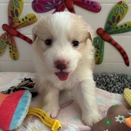Yellow collar girl - White and gold female Border Collie puppy in Litchfield Park, Arizona from Dragonfly BC Puppies (Champion Lineage)