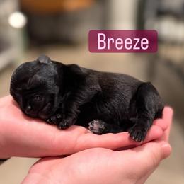 Girl 3 - Black female Miniature Schnauzer puppy in Akron, Ohio from Green Family Companion Kennel, LLC