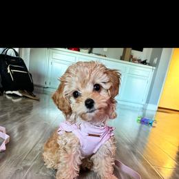Cardi - Red female Maltipoo puppy in Apple Valley, California from Boujeepups