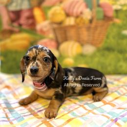 Black and Tan Dapple Female Smooth Pink Collar - Black and tan female Dachshund puppy in Cleveland, Tennessee from Kelly's Doxie Farm