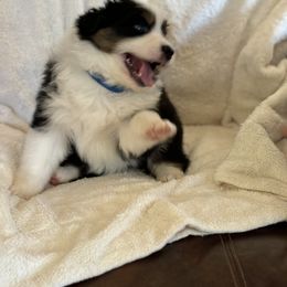Australian Shepherd Puppies from Copper Sky Aussies of the Cental Coast