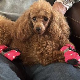 Poodles from KC Recherche'