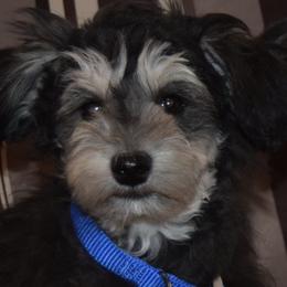 Miniature Schnauzers and Schnoodles from Angel Paw's Kennel