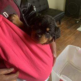 Rottweiler Puppies from Rottweiler Land