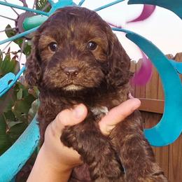 Elsa - Brown white and tan female Cockapoo puppy in Indiahoma, Oklahoma from Phamily Doodles