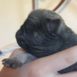 Carl - Fawn male Pug puppy in Hanover, Virginia from Pure Pugs