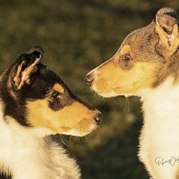 Collie Puppies from Qualteri Collies