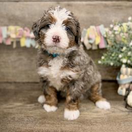 Sage - Blue merle female Bernedoodle puppy in Idaho from Bernese By Barzees