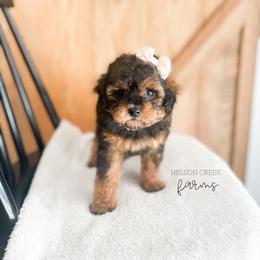 Sapphire - Black & tan female Maltipoo puppy in Huntsville, Texas from Nelson Creek Farms