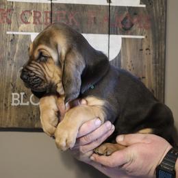 Green Collar boy - Black and tan male Bloodhound puppy in Franklin, Indiana from K Creek Farms