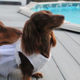 Gucci - Dachshund