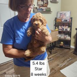 Black collar Ruby - Apricot female Goldendoodle puppy in Fairmount, Indiana from Capens' Doodles,Poodles and Poo's