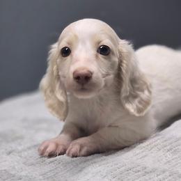 Frito - Piebald male Dachshund puppy in Mcminnville, Tennessee from Red Barn Farms Minis