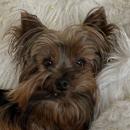 Tucker - Yorkshire Terrier