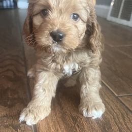 Pink - Red female Cockapoo puppy in Colorado from Garrett Doodles