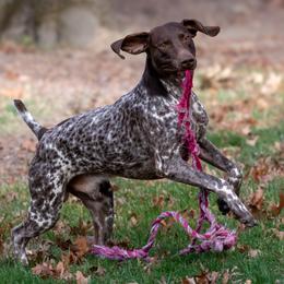 German Shorthaired Pointer All Grown Up from Windward German Shorthaired Pointers