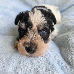 Aram - Parti male Miniature Schnauzer puppy in Crosby, Texas from Raisin' the Woof Schnauzers