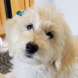 Goldendoodle Puppies from Bear Lake Bearded Retrievers