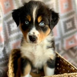 Magnolia - Black tri-color female Australian Shepherd puppy in Clover, South Carolina from Jo’s Aussies