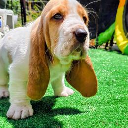 Velma 3000 - Red and white female Basset Hound puppy in Big Rapids, Michigan from Basket Hound Bassets