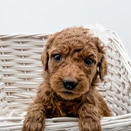 Mina - Red  female Goldendoodle puppy in Mecklenburg County, North Carolina from Rustic Road Doodles