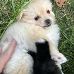 Pomeranian Puppies from Waters Poms