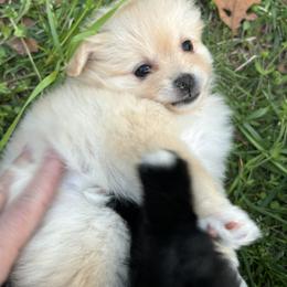 Pomeranian Puppies from Waters Poms