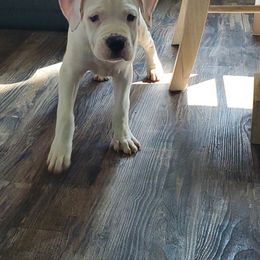 American Bulldog and French Bulldog Puppies from Slumski's Bulldogs