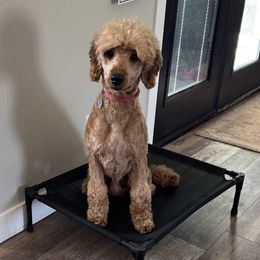 Leo - Goldendoodle